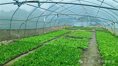 नए औद्योगिक रास्तों के लिए मार्ग प्रशस्त: सब्जी ग्रीनहाउस एक आशाजनक भविष्य की...