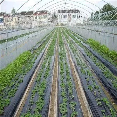 प्लास्टिक मल्च रोल्स